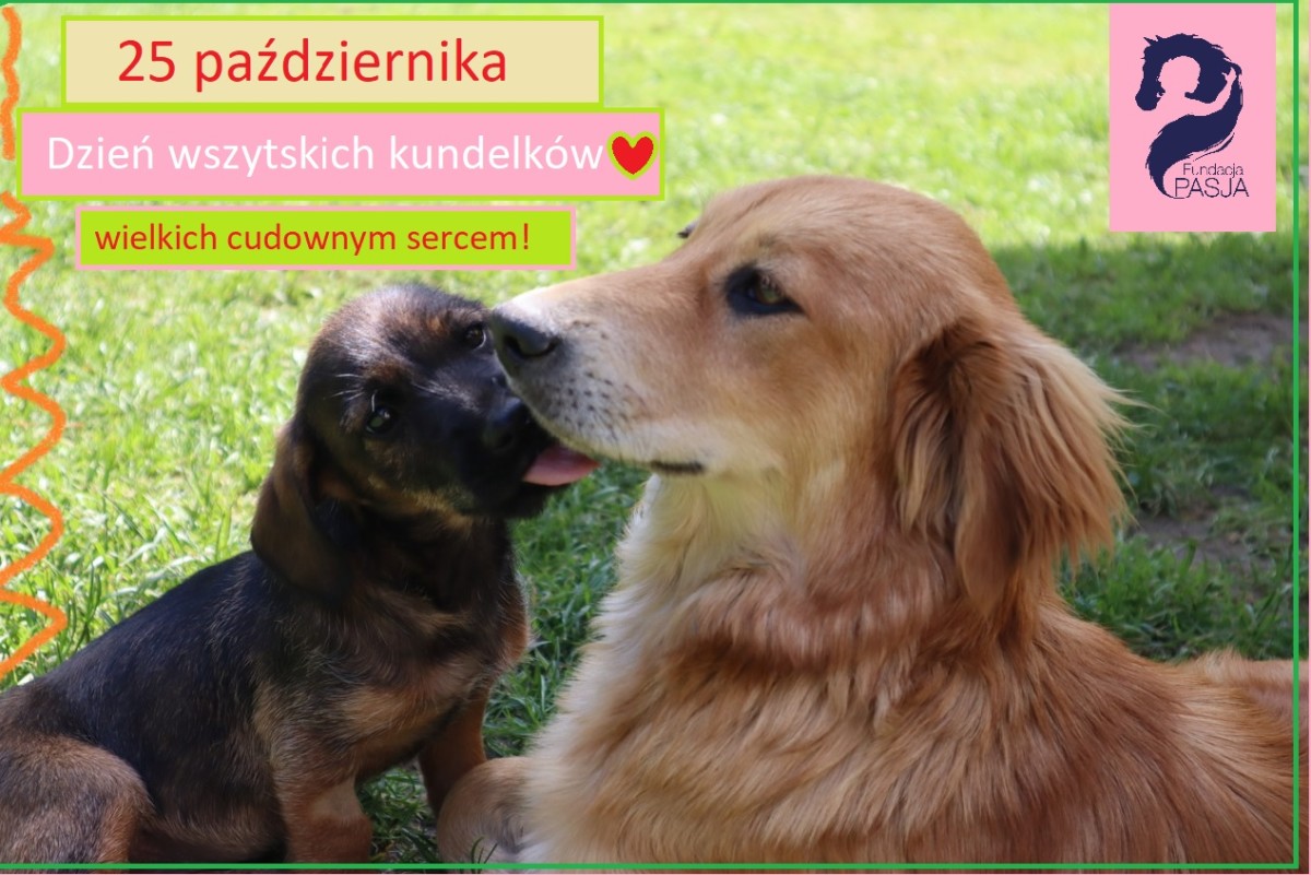 Zakochaj się w kundelku…