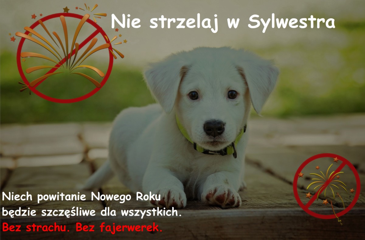 Kochasz zwierzęta? Nie strzelaj w Sylwestra.