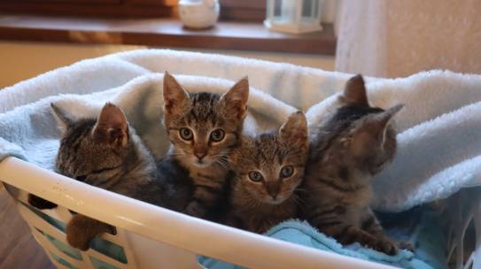 Dziękujemy za pomoc tym maleństwom- kotki są już do adopcji realnej!