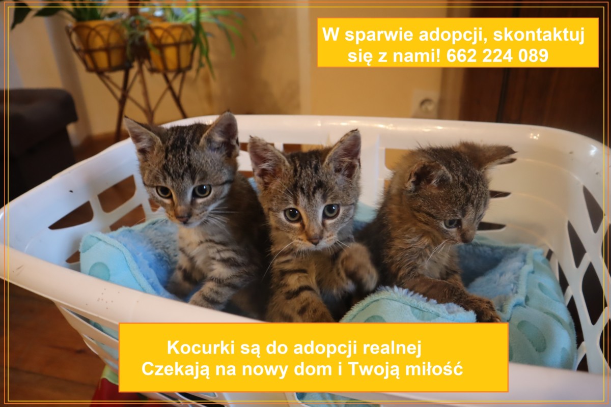 Kociaki do adopcji!